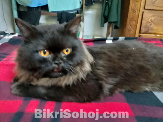 Full black Orange Red eye Persian cat